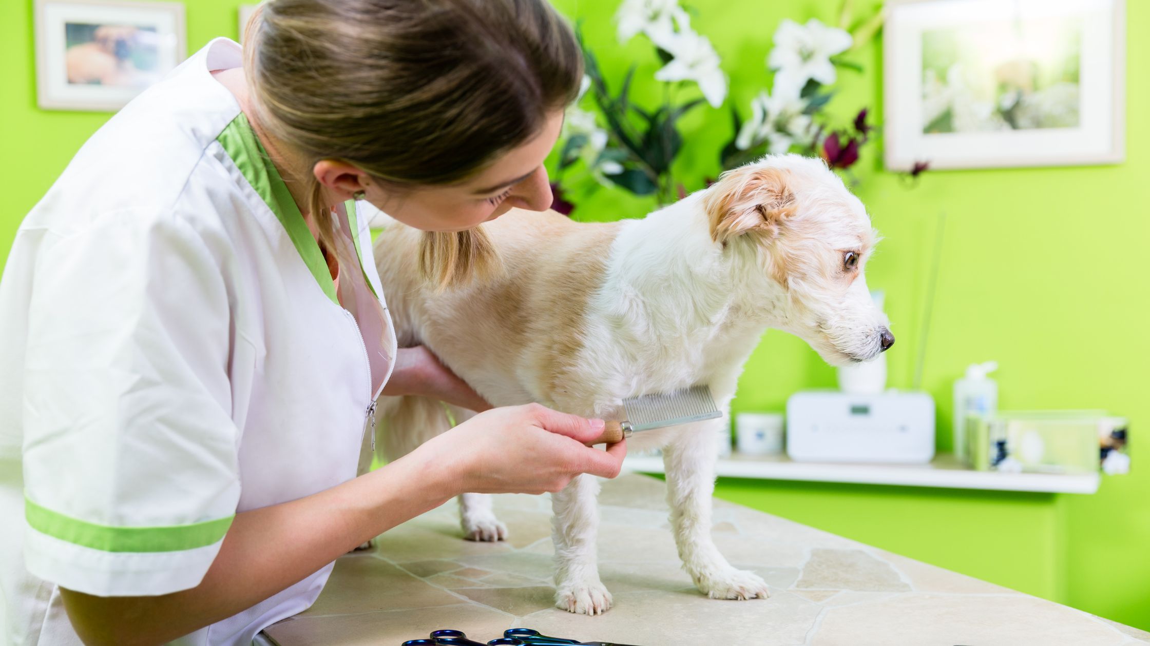 is dog grooming stressful for dogs